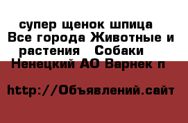 супер щенок шпица - Все города Животные и растения » Собаки   . Ненецкий АО,Варнек п.